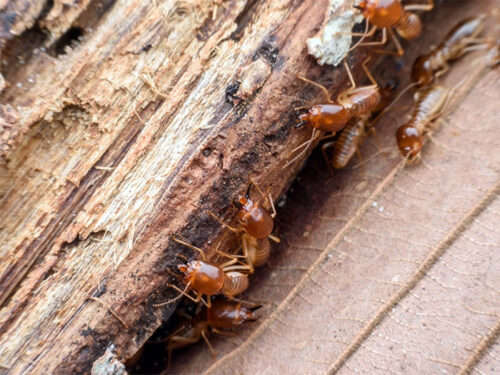 Termites