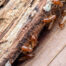 Termites